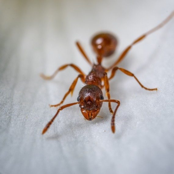 Field Ants, Pest Control in Tooting, SW17. Call Now! 020 8166 9746