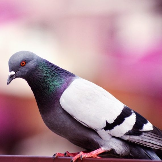 Birds, Pest Control in Tooting, SW17. Call Now! 020 8166 9746