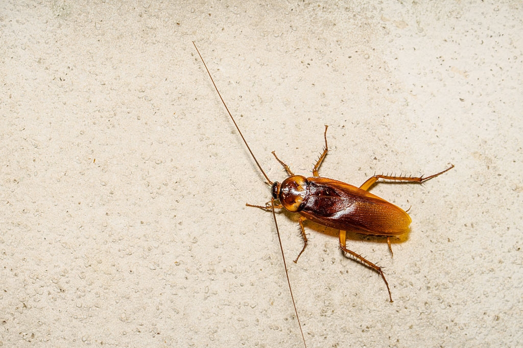 Cockroach Control, Pest Control in Tooting, SW17. Call Now 020 8166 9746