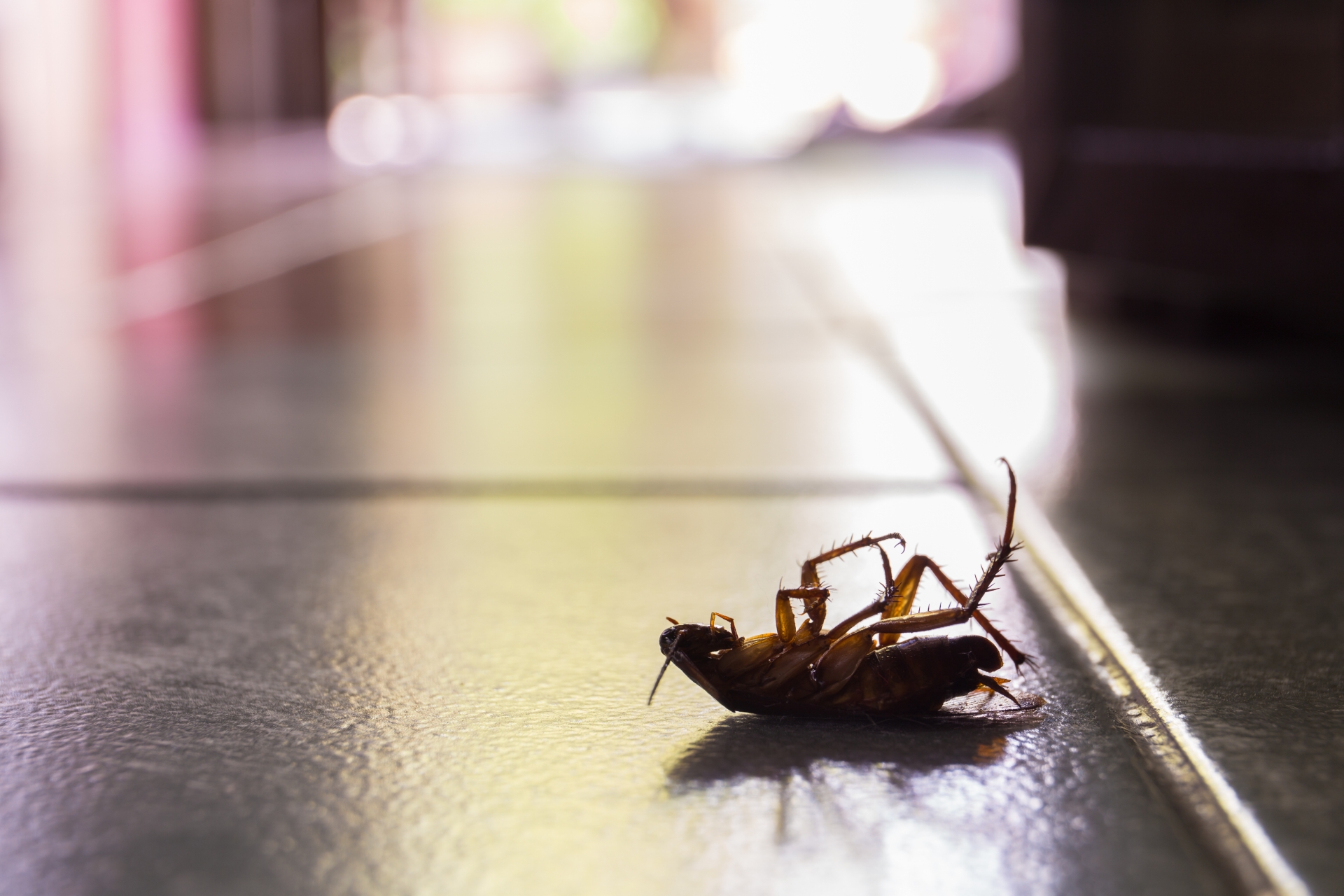 Cockroach Control, Pest Control in Tooting, SW17. Call Now 020 8166 9746