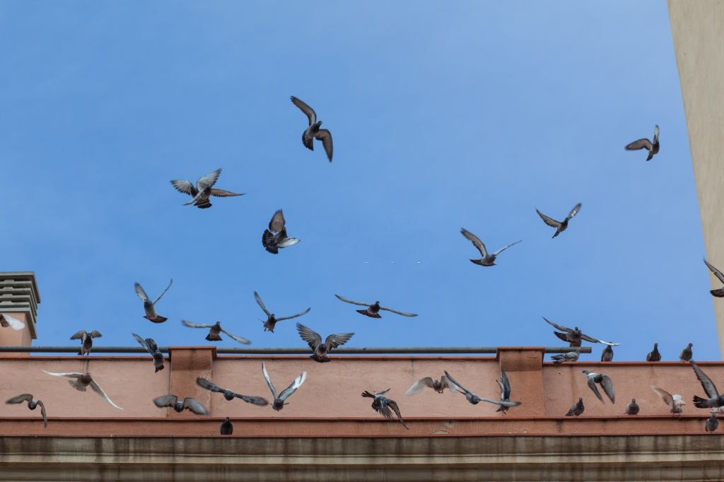 Pigeon Pest, Pest Control in Tooting, SW17. Call Now 020 8166 9746