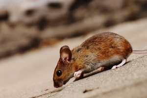 Mouse extermination, Pest Control in Tooting, SW17. Call Now 020 8166 9746