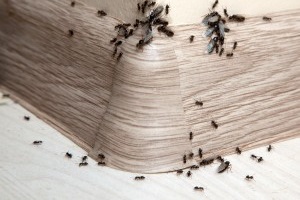 Ant Control, Pest Control in Tooting, SW17. Call Now 020 8166 9746