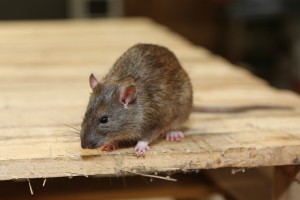 Rodent Control, Pest Control in Tooting, SW17. Call Now 020 8166 9746