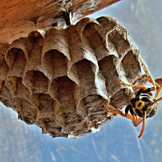 Wasps Nest, Pest Control in Tooting, SW17. Call Now! 020 8166 9746