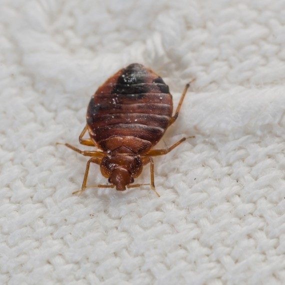 Bed Bugs, Pest Control in Tooting, SW17. Call Now! 020 8166 9746
