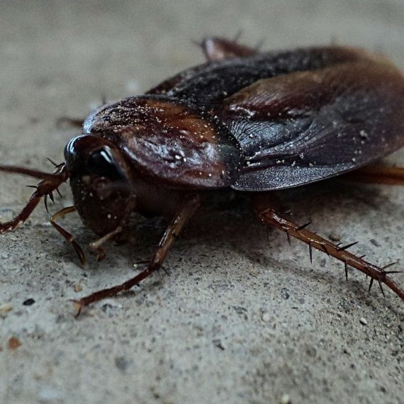 Cockroaches, Pest Control in Tooting, SW17. Call Now! 020 8166 9746