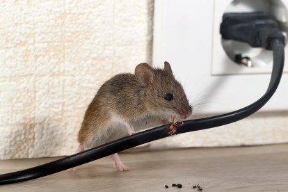 Pest Control in Tooting, SW17. Call Now! 020 8166 9746