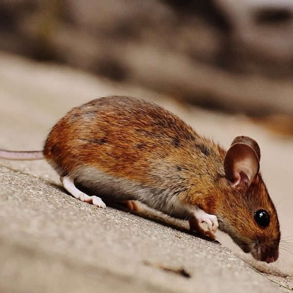 Mice, Pest Control in Tooting, SW17. Call Now! 020 8166 9746