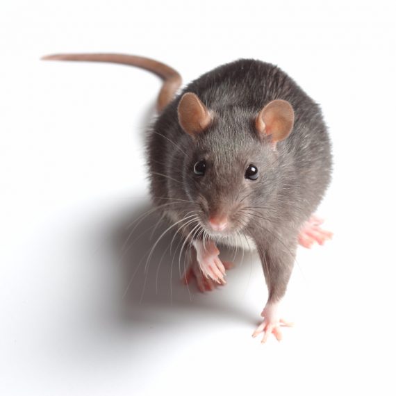 Rats, Pest Control in Tooting, SW17. Call Now! 020 8166 9746