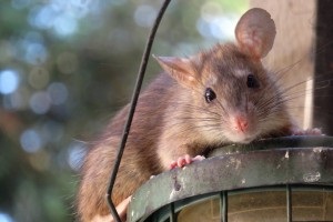 Rat Control, Pest Control in Tooting, SW17. Call Now 020 8166 9746