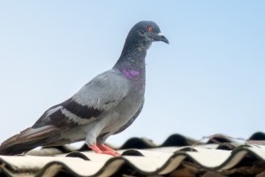 Pigeon Pest, Pest Control in Tooting, SW17. Call Now 020 8166 9746