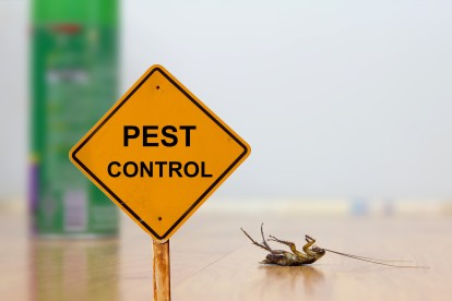 Pest Contol in Tooting, SW17. Call Now 020 8166 9746